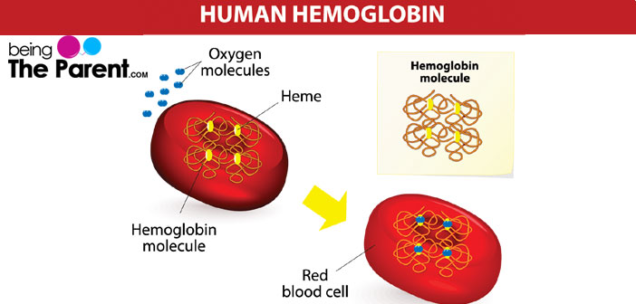 Hemoglobin Levels Chart Pregnancy