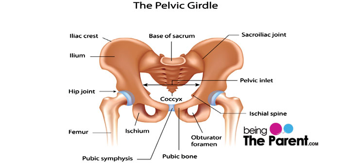 Pelvic Pain During Pregnancy Being The Parent