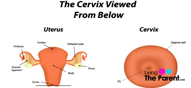 Cervix Length During Pregnancy Chart