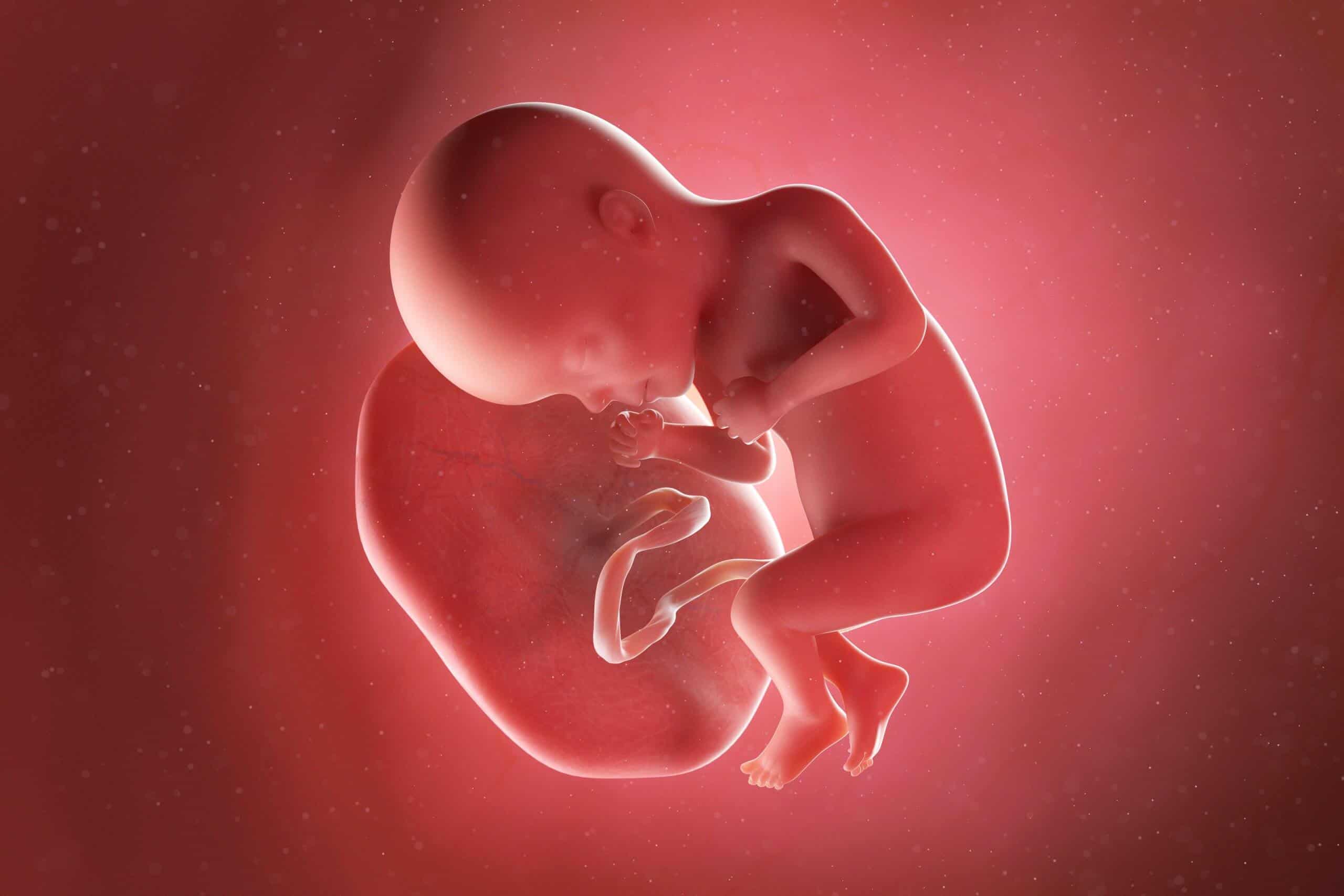 fetus week 27