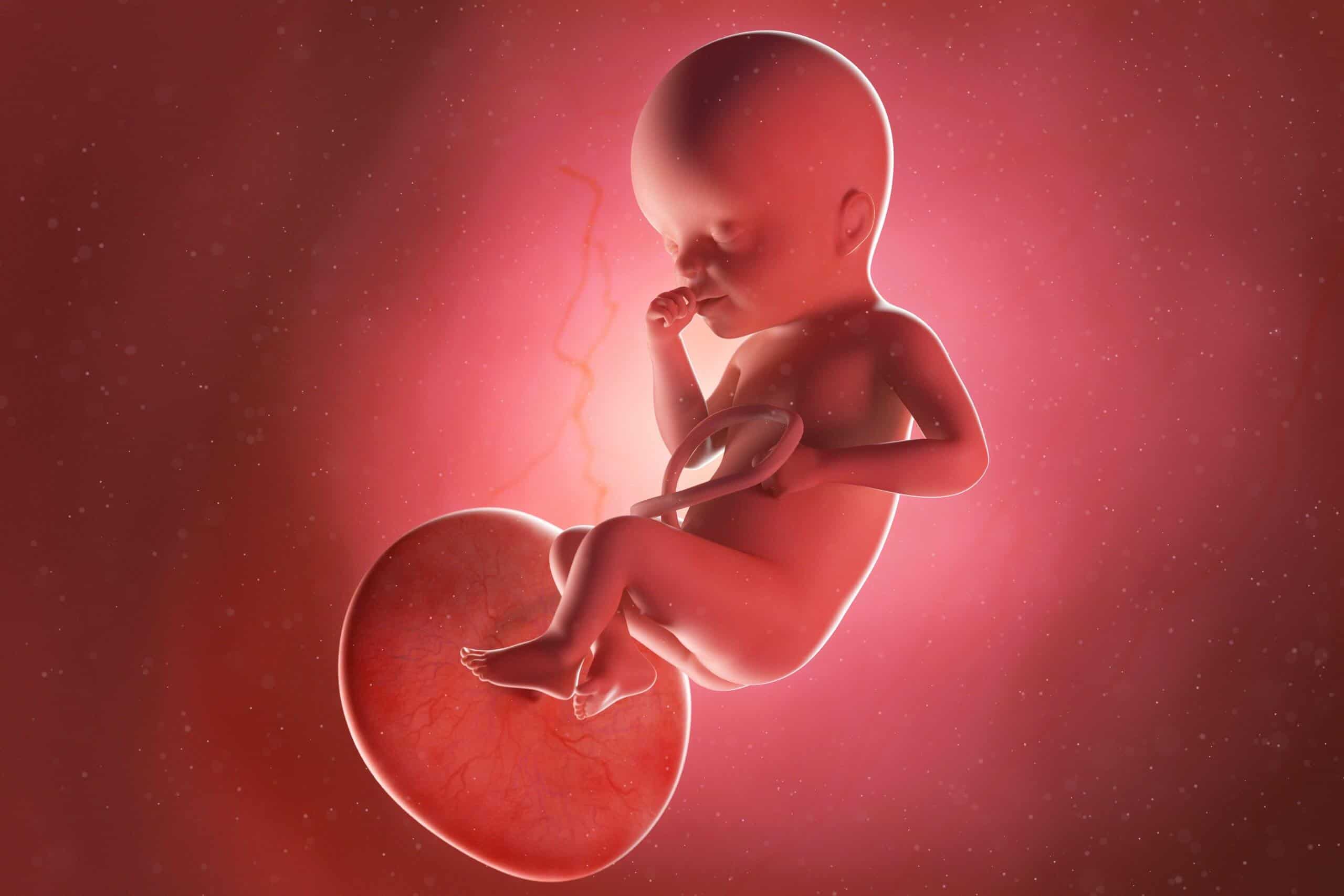 fetus week 25