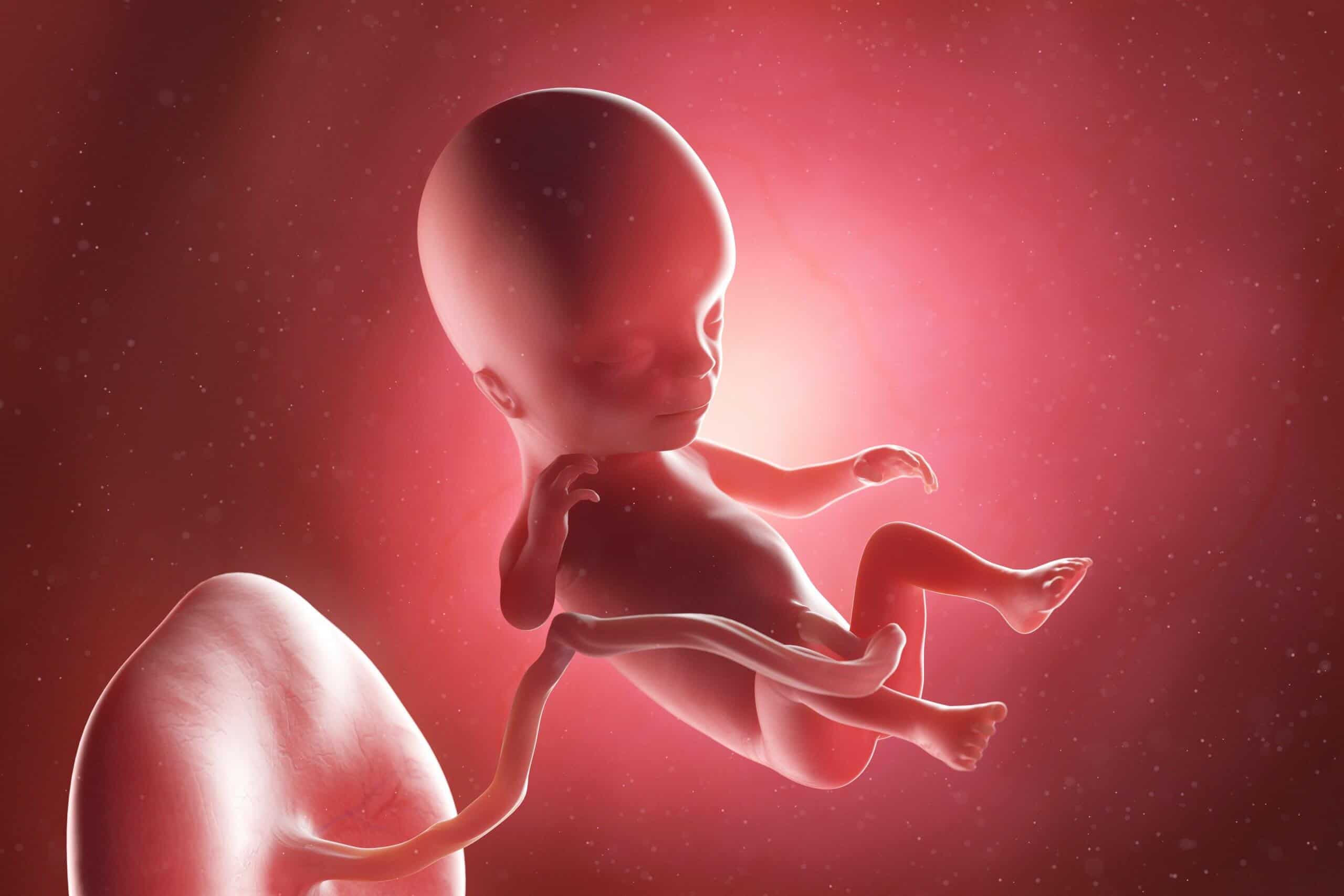 fetus week 14