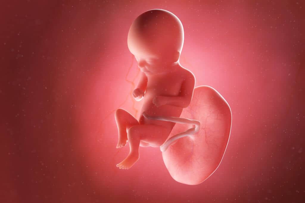 fetus week 16