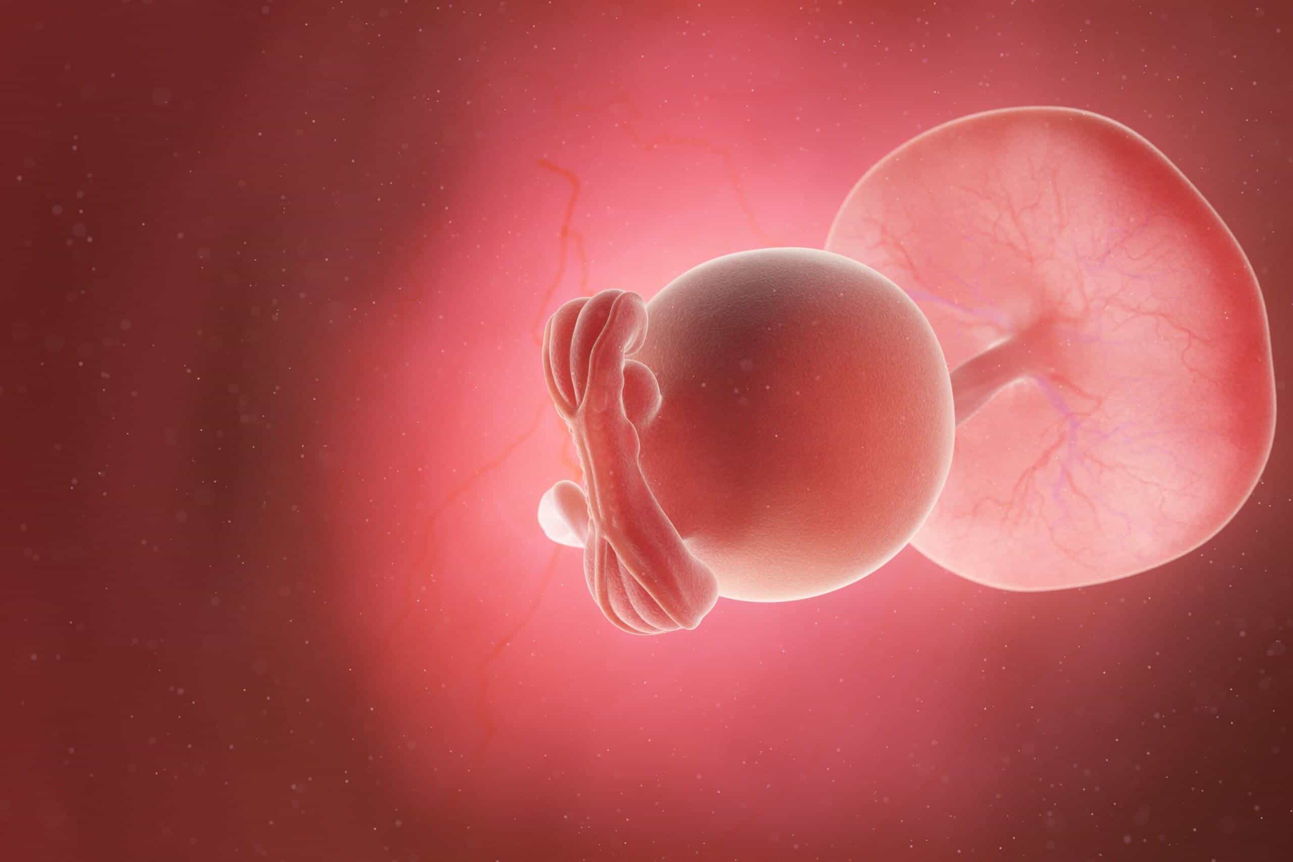 Pregnancy At 5 Weeks Being The Parent pregnancy-at-5-weeks-being-the-parent