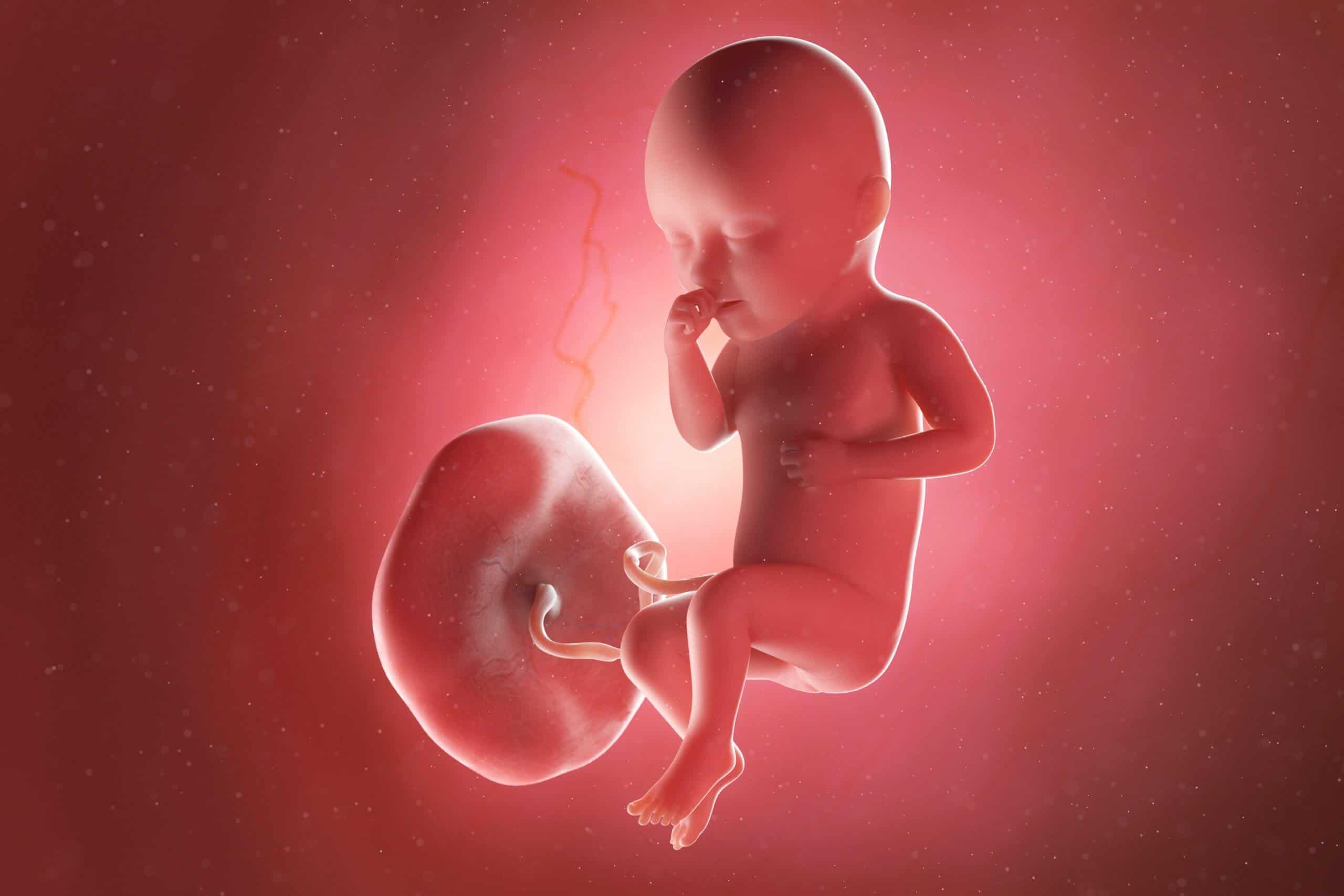 fetus week 34