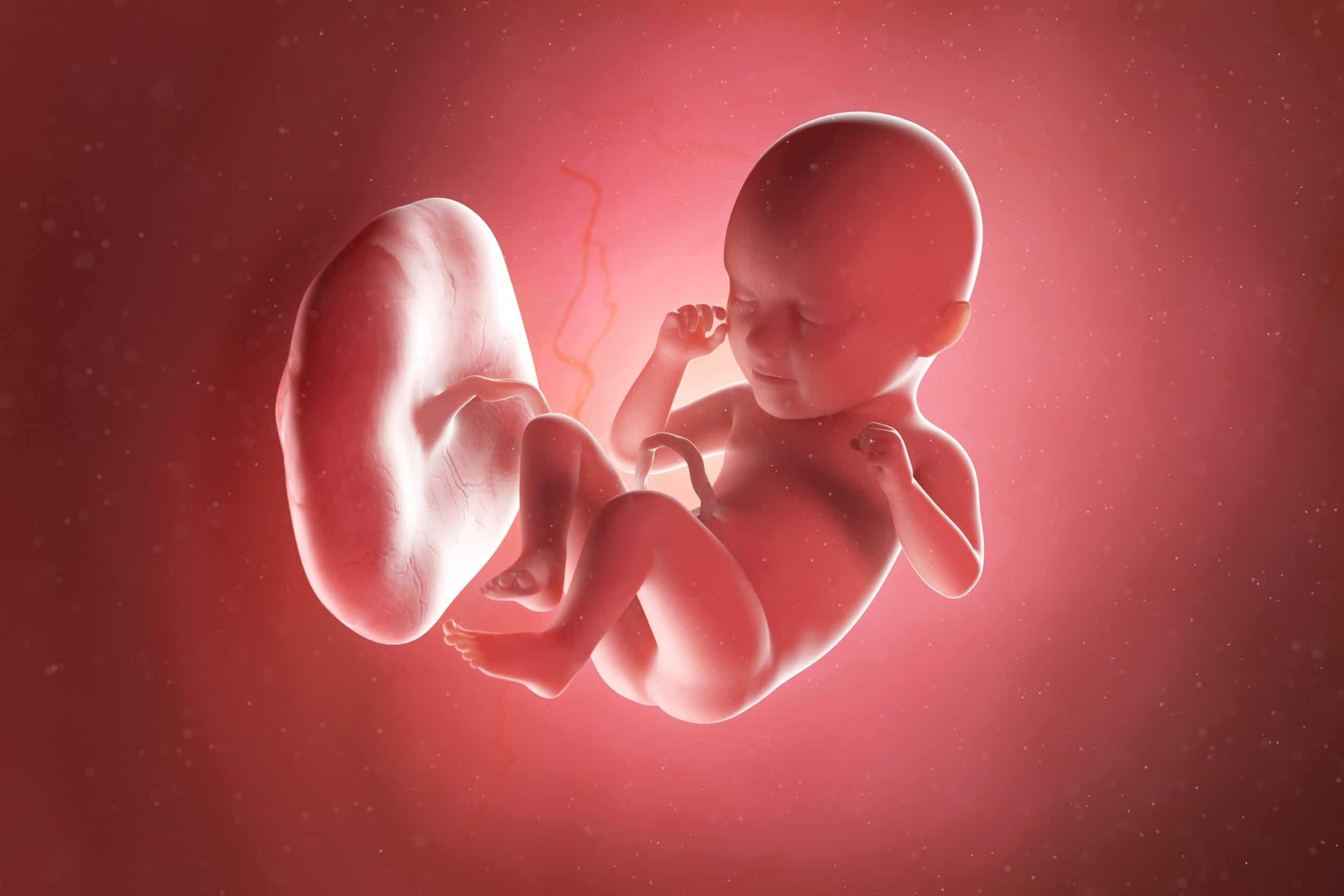 fetus week 35