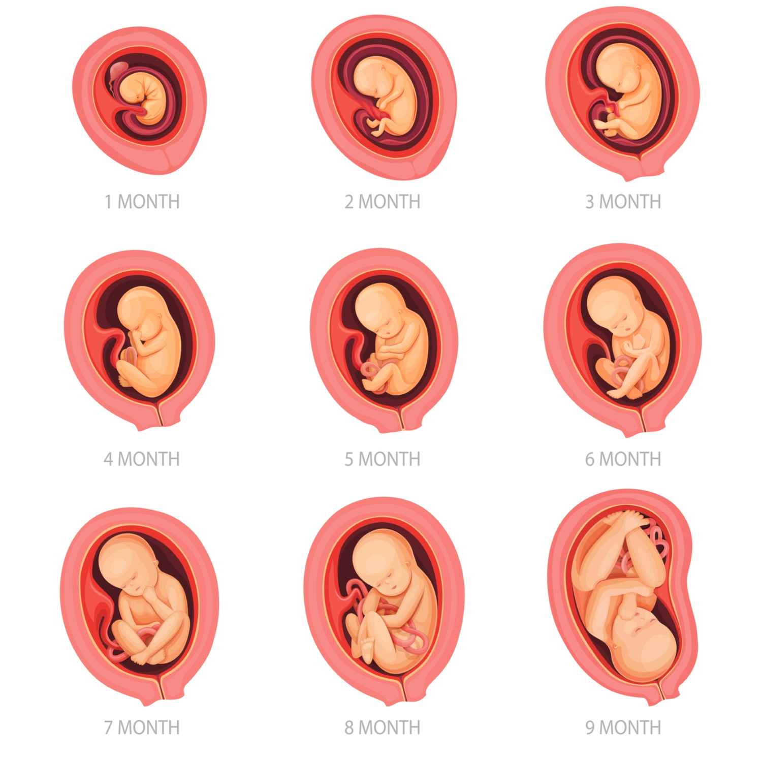 Cervix Before And During Pregnancy