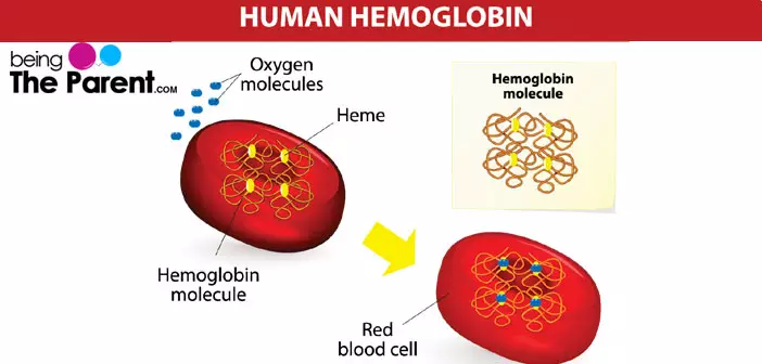 Human hemoglobin