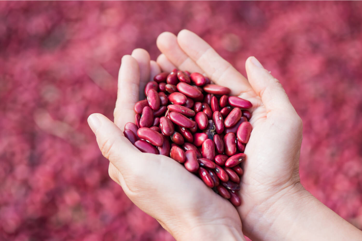 Benefits Of Kidney Beans During Pregnancy Being The Parent benefits-of-kidney-beans-during-pregnancy-being-the-parent