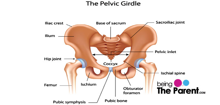 The pelvic girdle