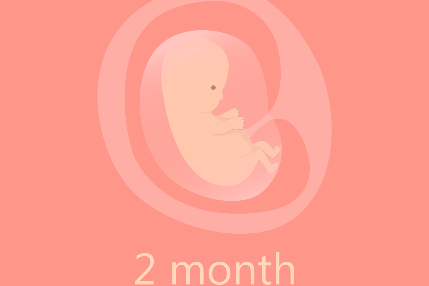 second month fetus