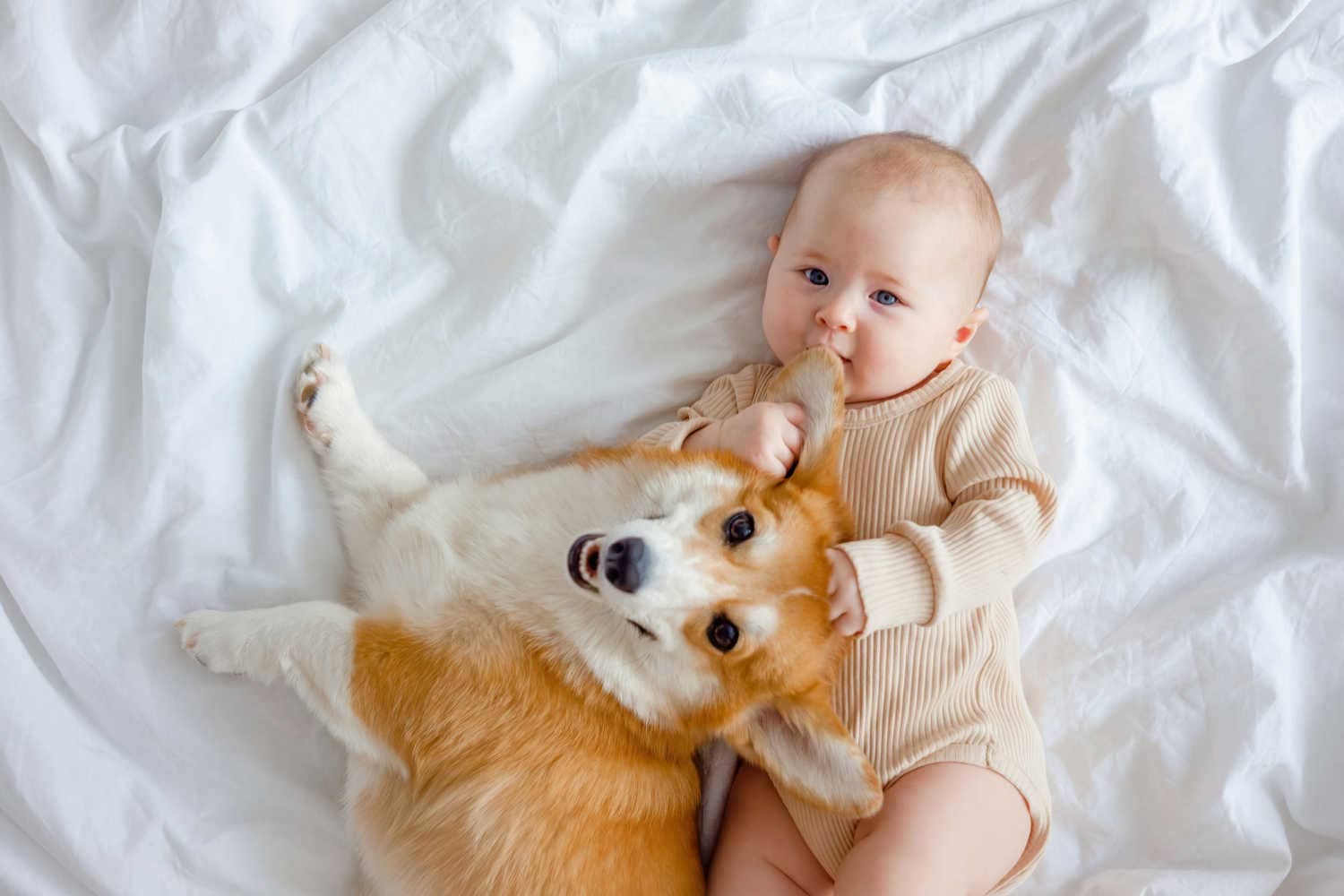 Are Babies Born Allergic To Dogs