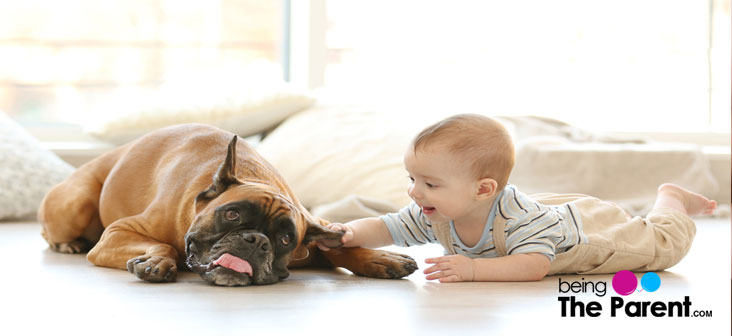 Dog Allergies In Babies Causes, Symptoms And Treatment