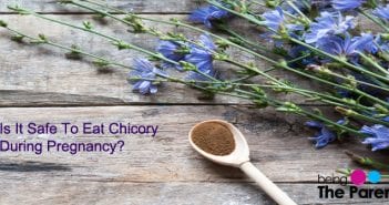 Is It Safe To Eat Chicory During Pregnancy? chicory in pregnancy