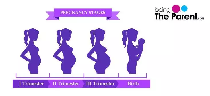 3 Trimesters Of Pregnancy