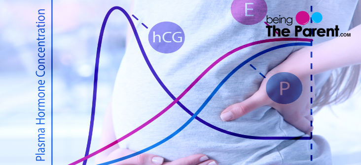 Pregnancy Hormone Chart