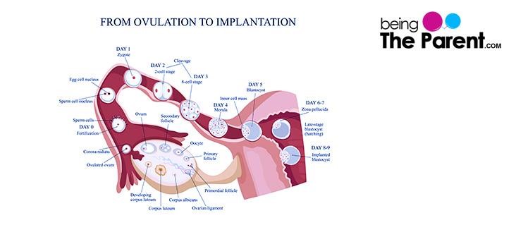 implantation bleeding