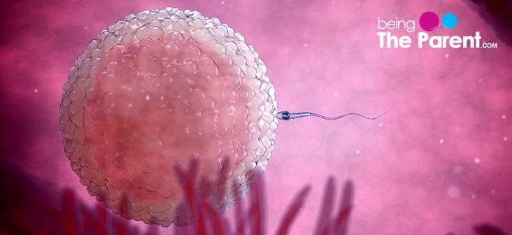 ovulation-fertile-days