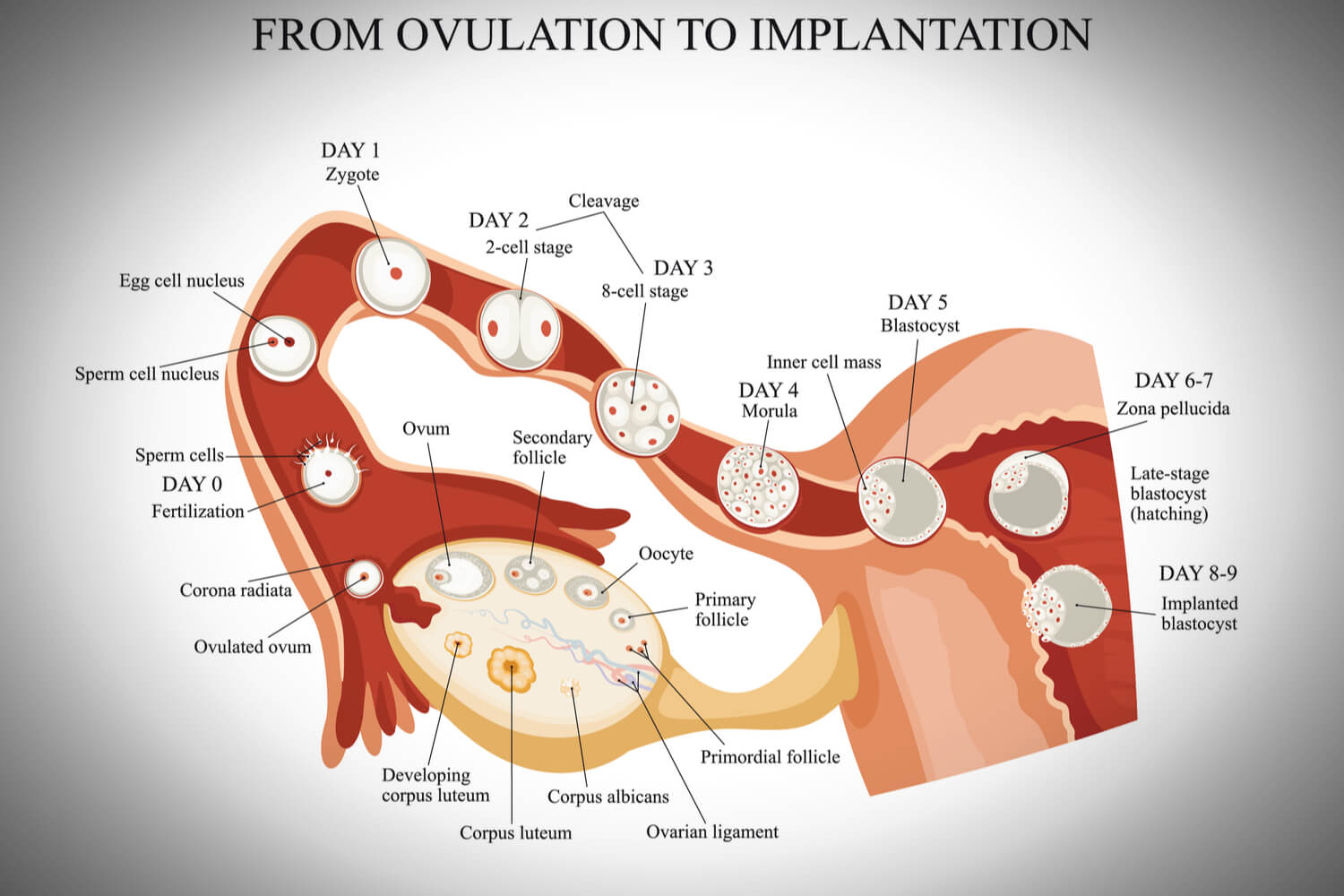 How Long Do Implantation Cramps Last In pregnancy Being The Parent