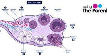 Stages and Phases of Ovulation stages and phases of ovulation