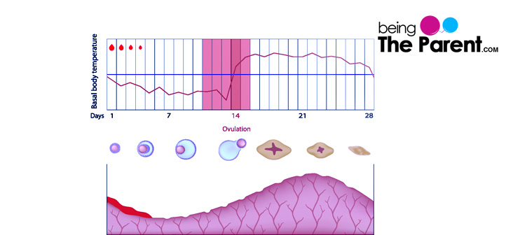 Temperature Chart Menstrual Cycle