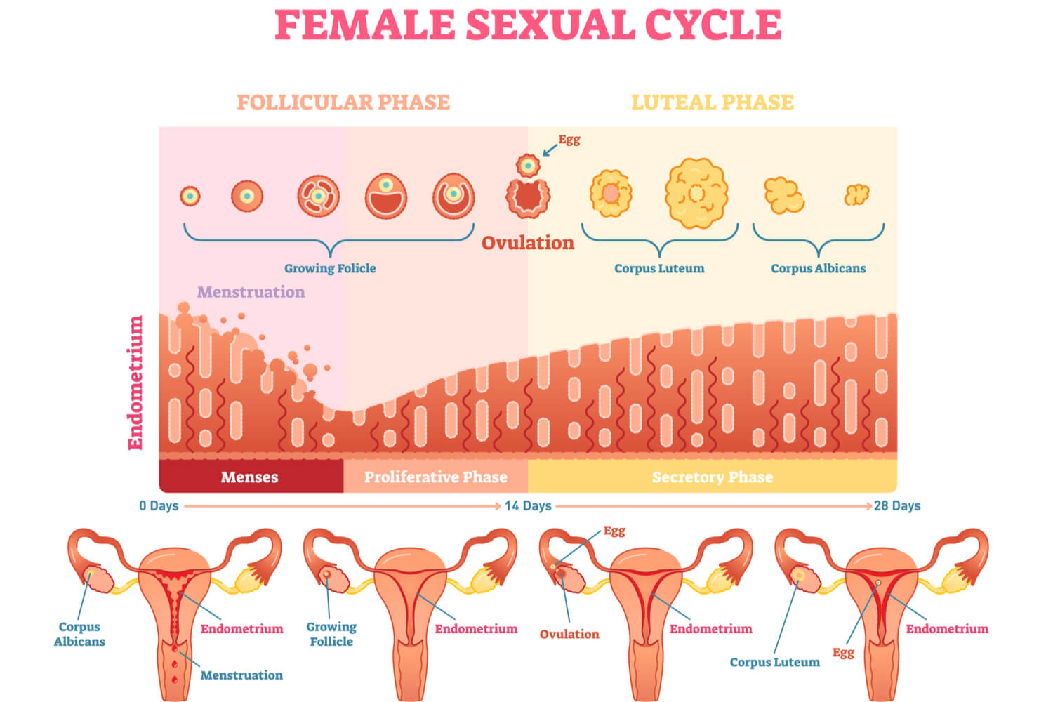 what are the four main phases of the menstrual cycle