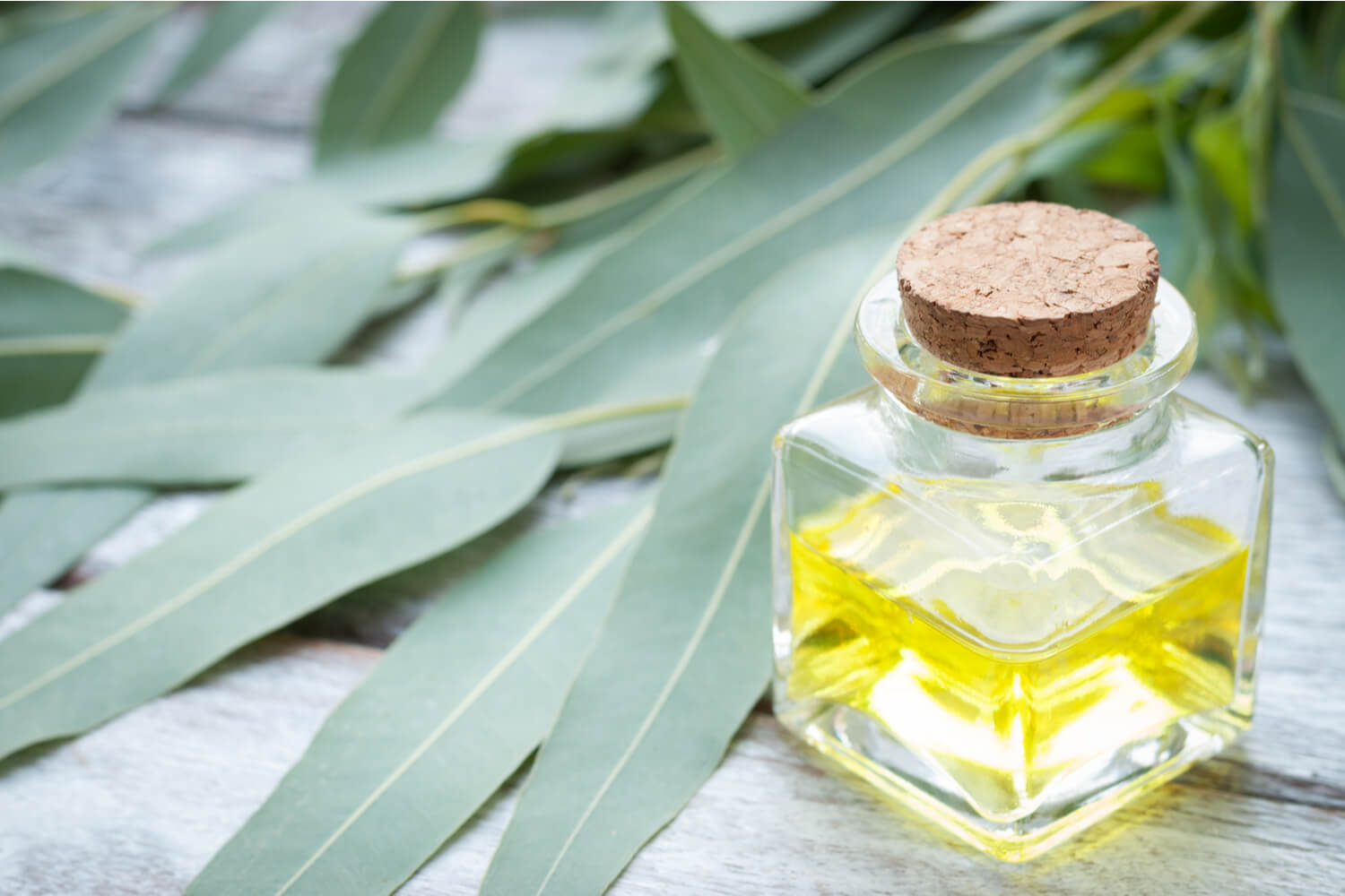 Eucalyptus Oil For Babies Is It Safe To Use? Being The Parent