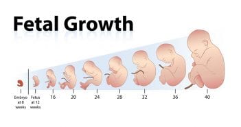 Slow fetal growth during pregnancy: Possible reasons, risks and diagnosis