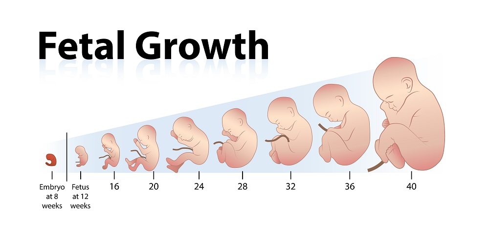 Slow Fetal Growth During Pregnancy