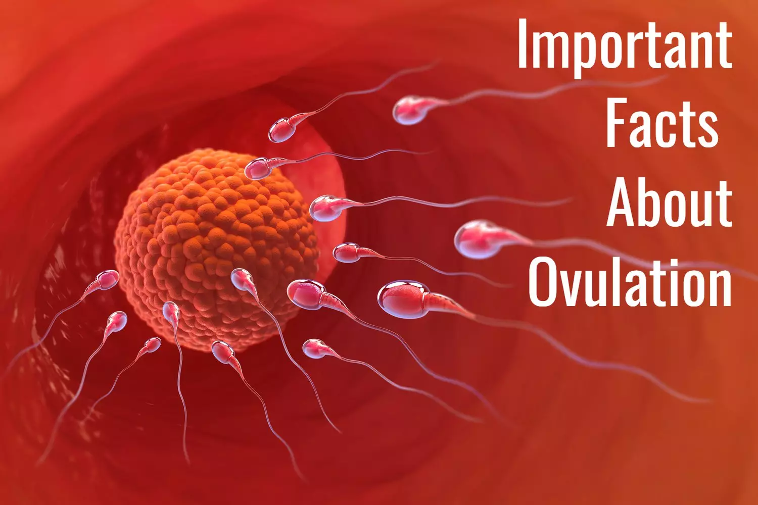 Important Facts About Ovulation