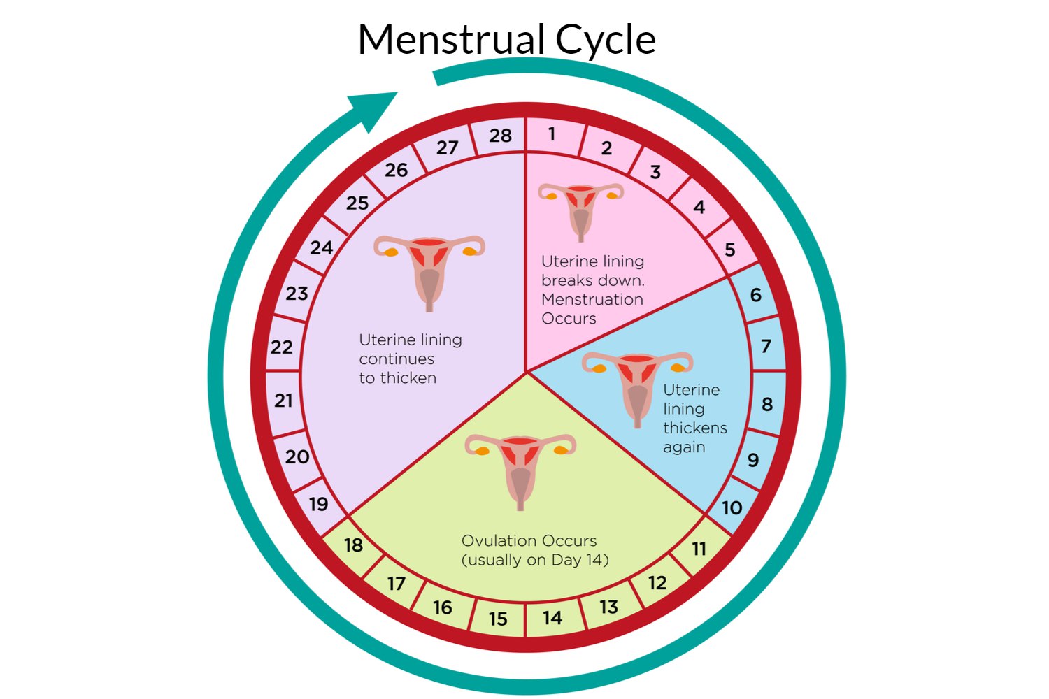 Understanding your menstrual cycle