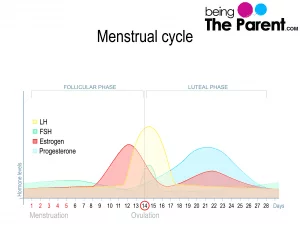 Progesterone Levels Are High During Pregnancy