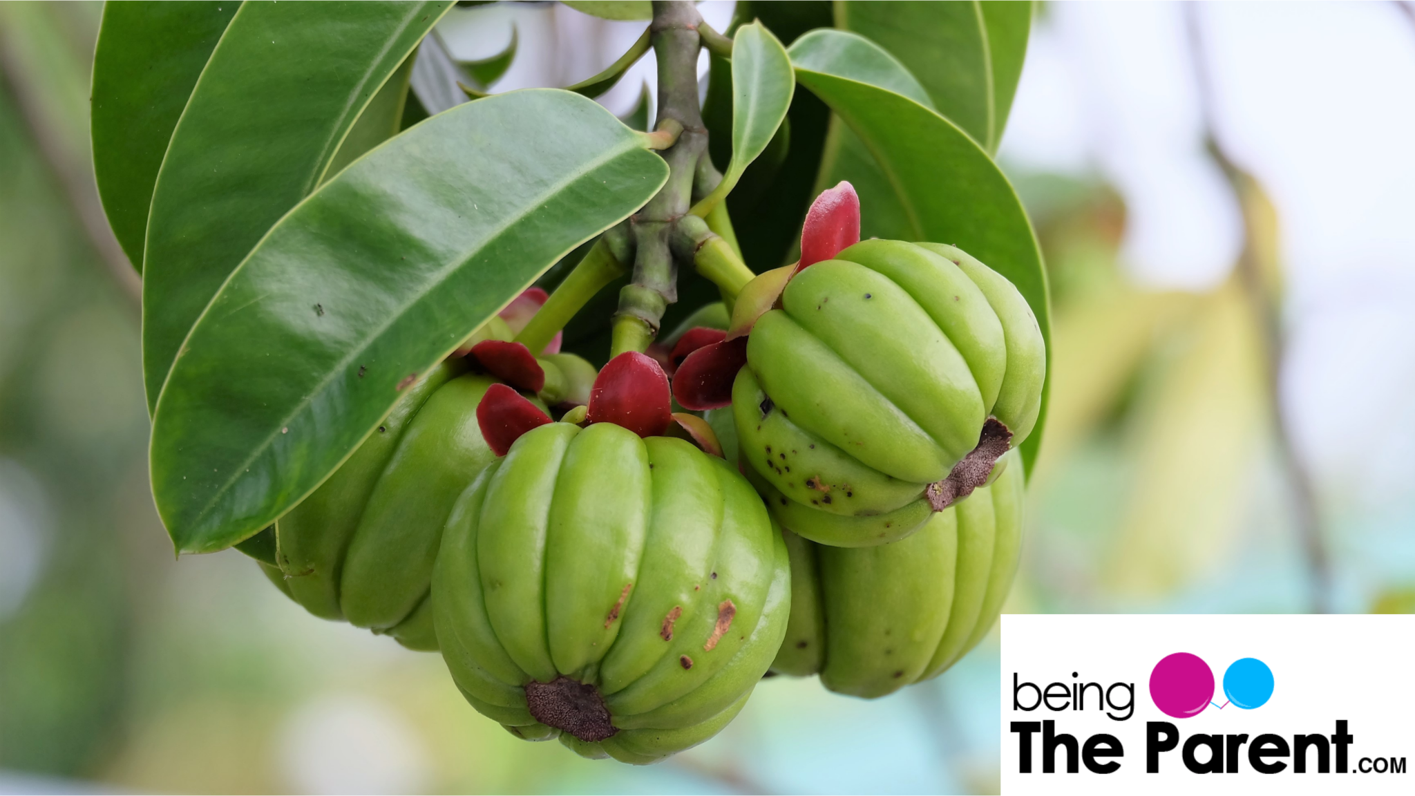 is garcinia cambogia safe to take when breastfeeding