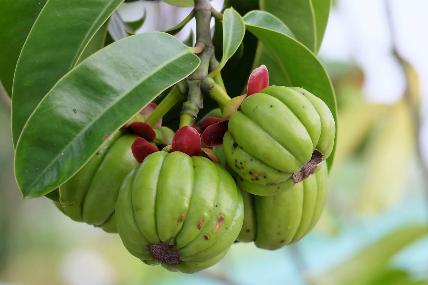 Is It Safe To Use Garcinia Cambogia While Breastfeeding? - Being The Parent