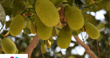 Eating Jackfruit During Breastfeeding – Is It Safe? Eating Jackfruit During Breastfeeding – Is It Safe?