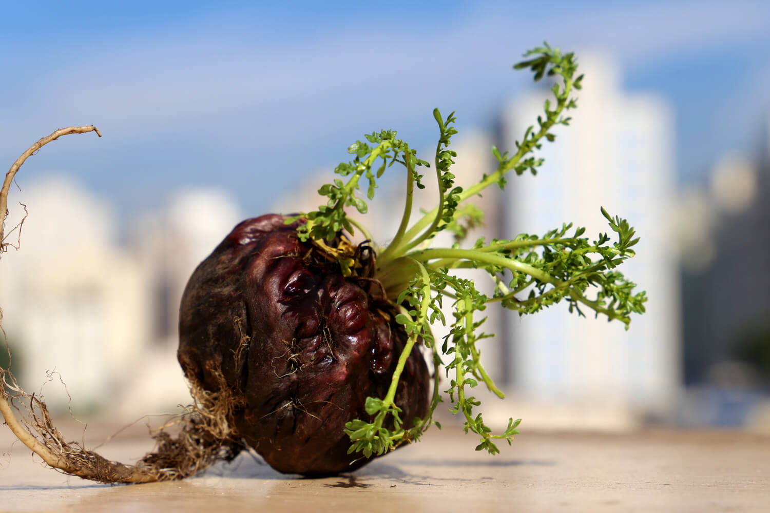 maca root