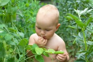 Baby eating plants