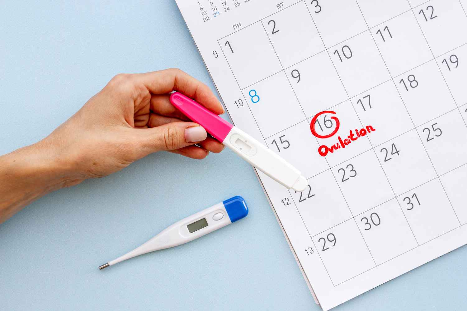 Ovulation And Pregnancy