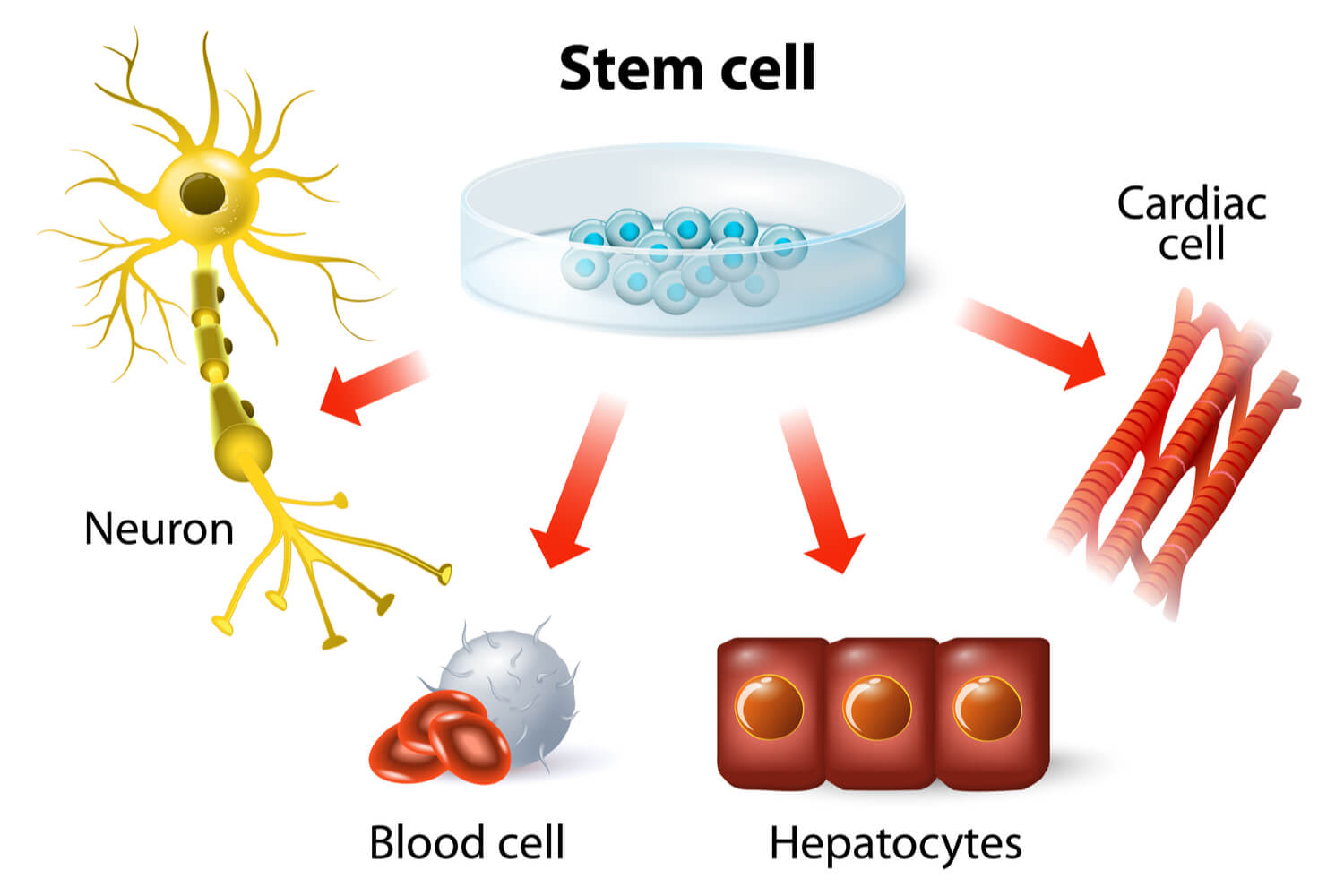 Stem Cells in Pregnancy and How They Can Save Your baby’s Life! Being