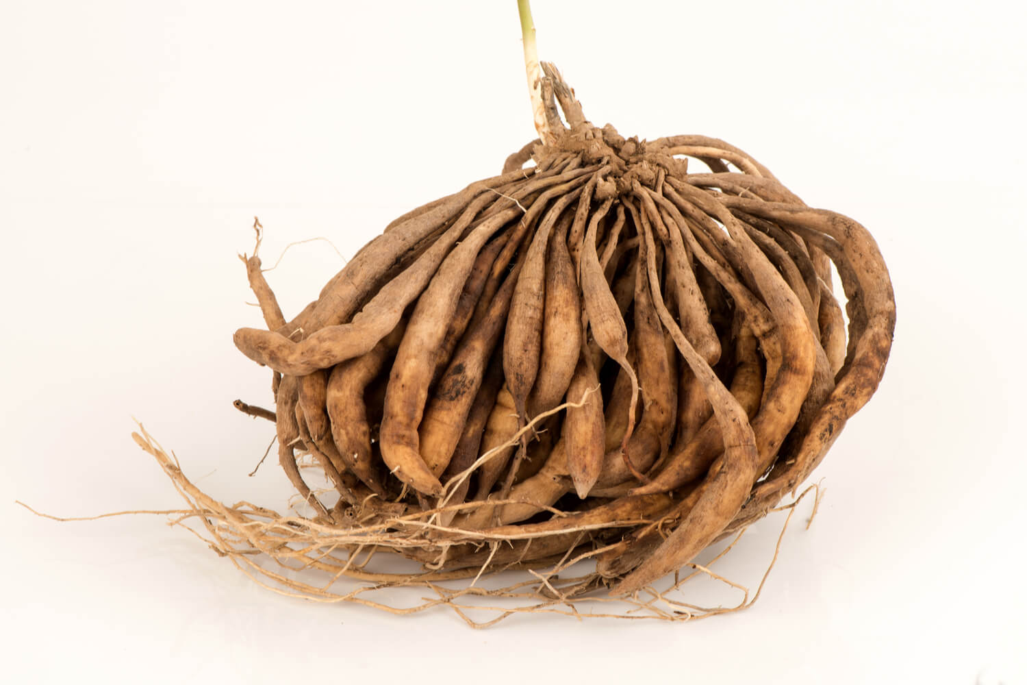 Shatavari (Asparagus Racemosus) During Pregnancy Being The Parent