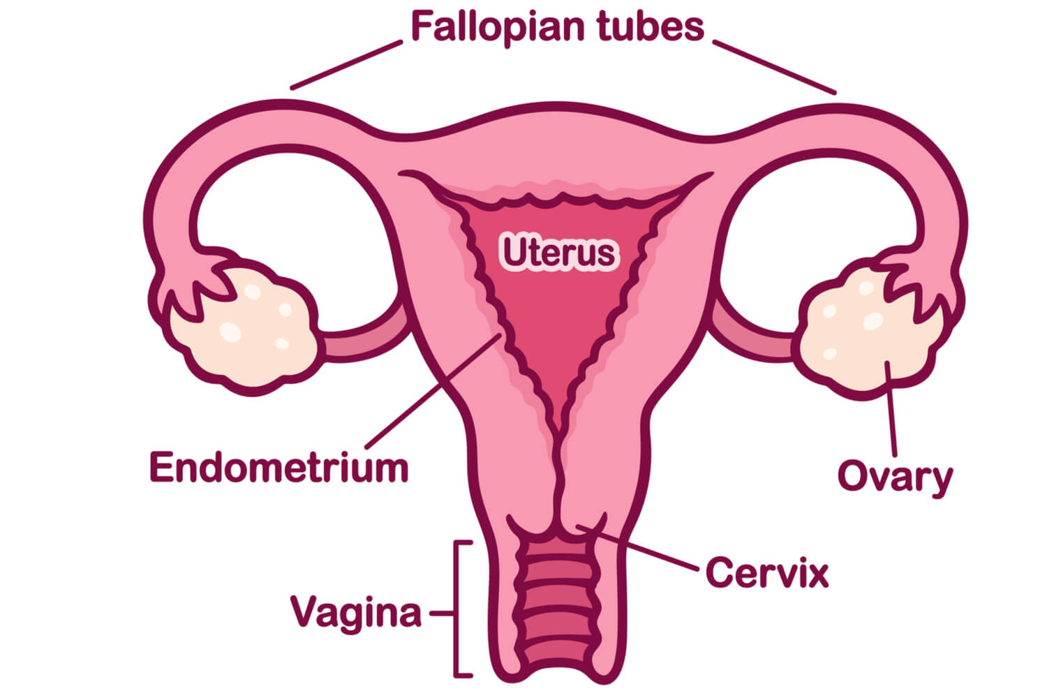 fallopian tube diagram