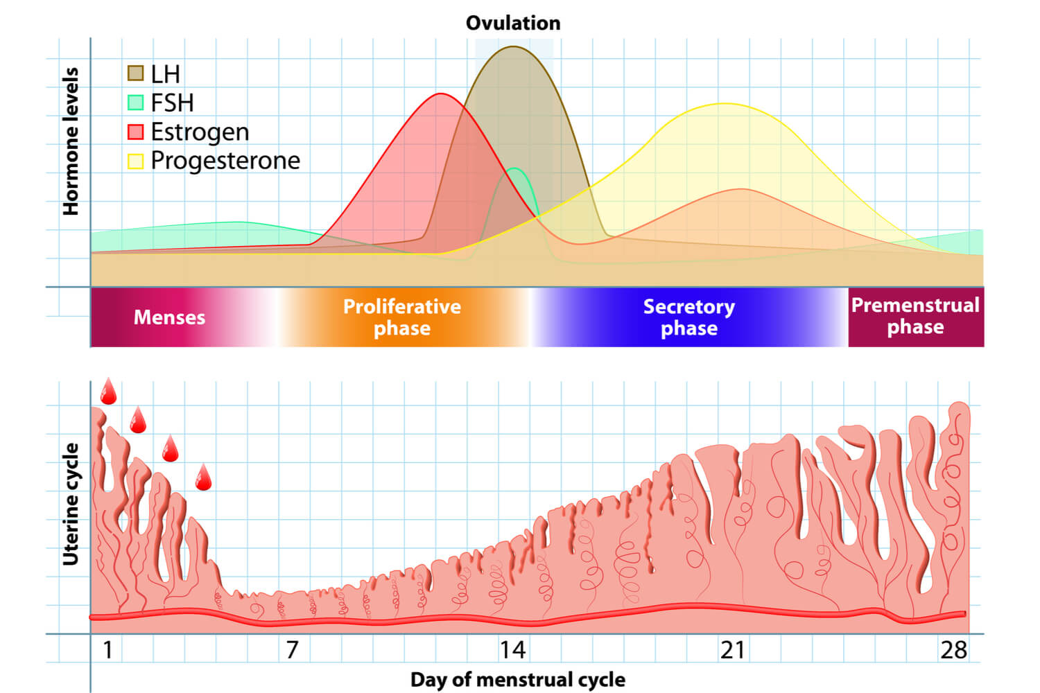 Menstrual cycle