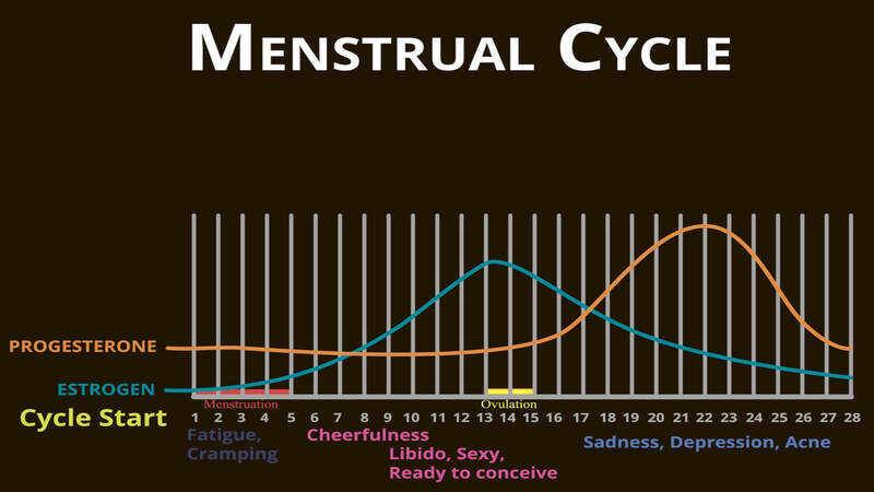menstrua cycle