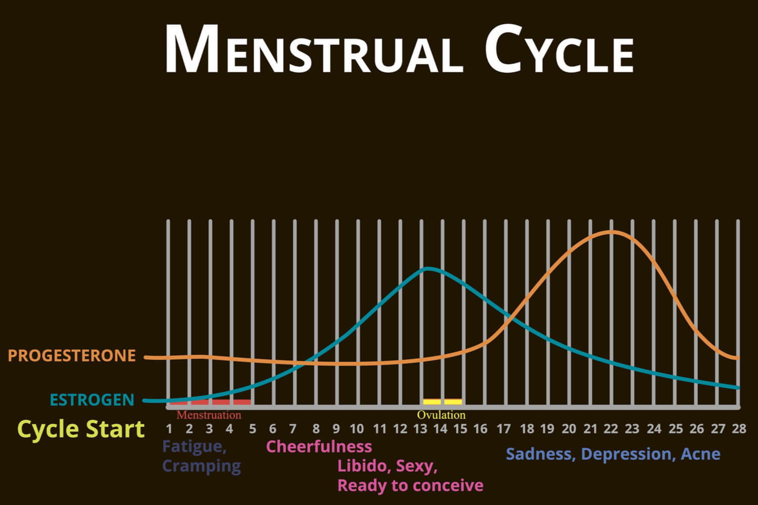menstrual cycle chart