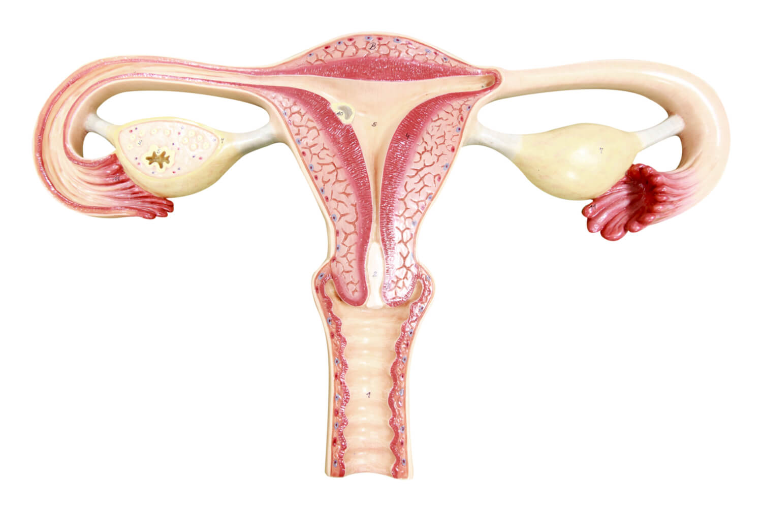 uterus diagram