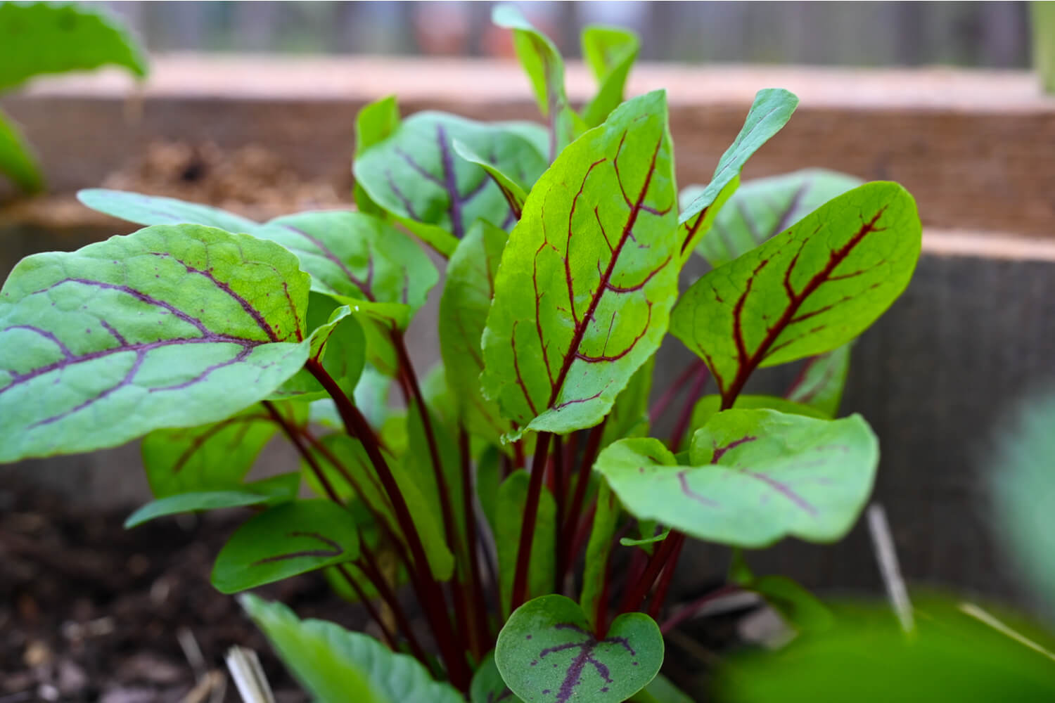 Is Sorrel (Pulicha Keerai) Safe During Pregnancy? Being The Parent