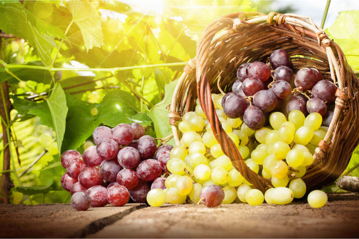 Grapes for Babies - Nutritional Value And Benefits