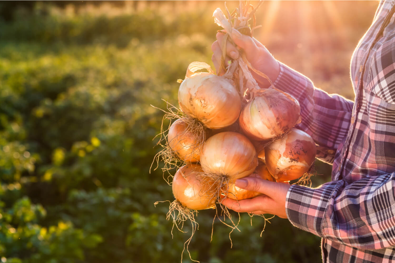 woman holding bunch of onions