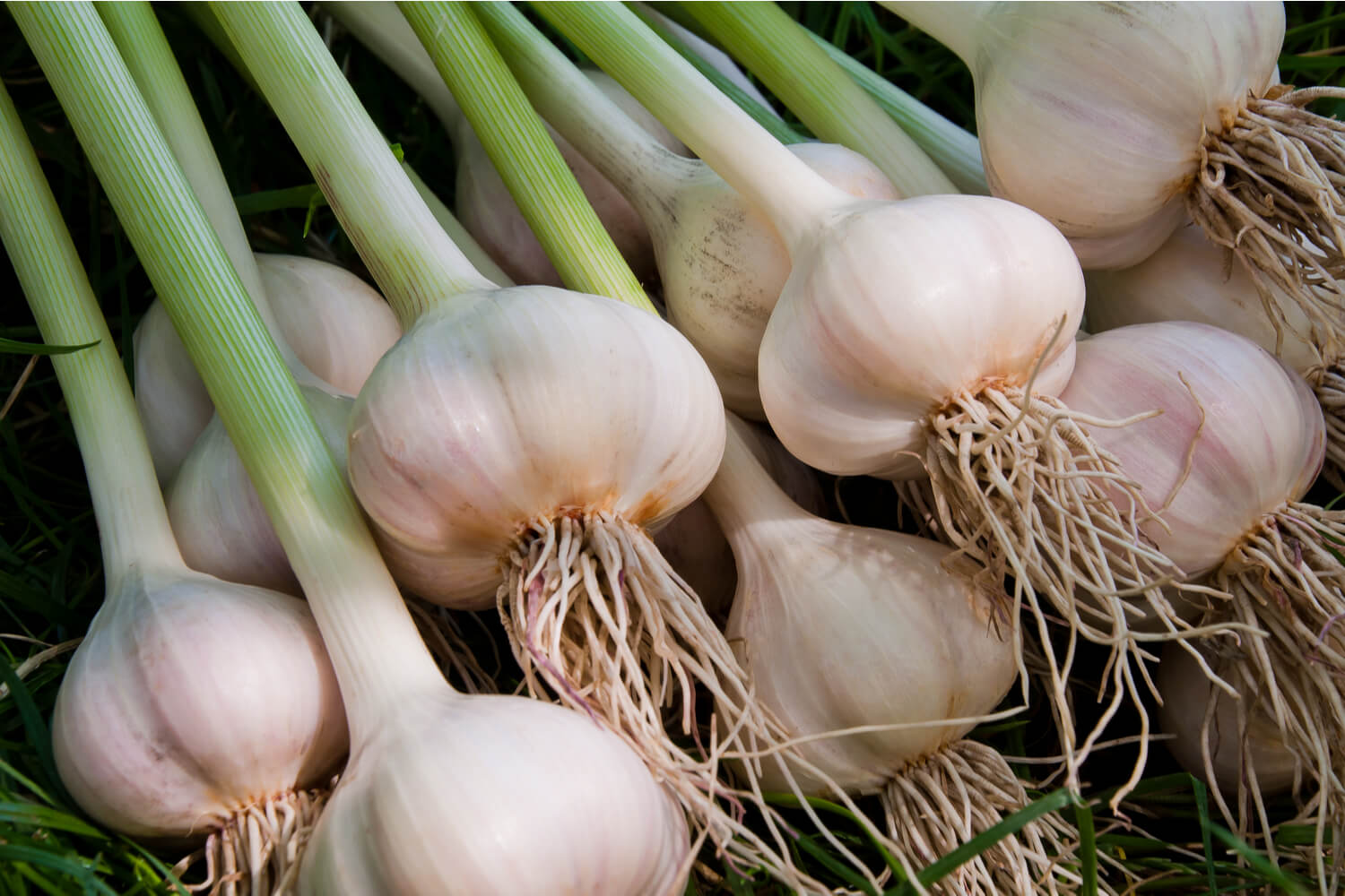heap of garlics during pregnancy