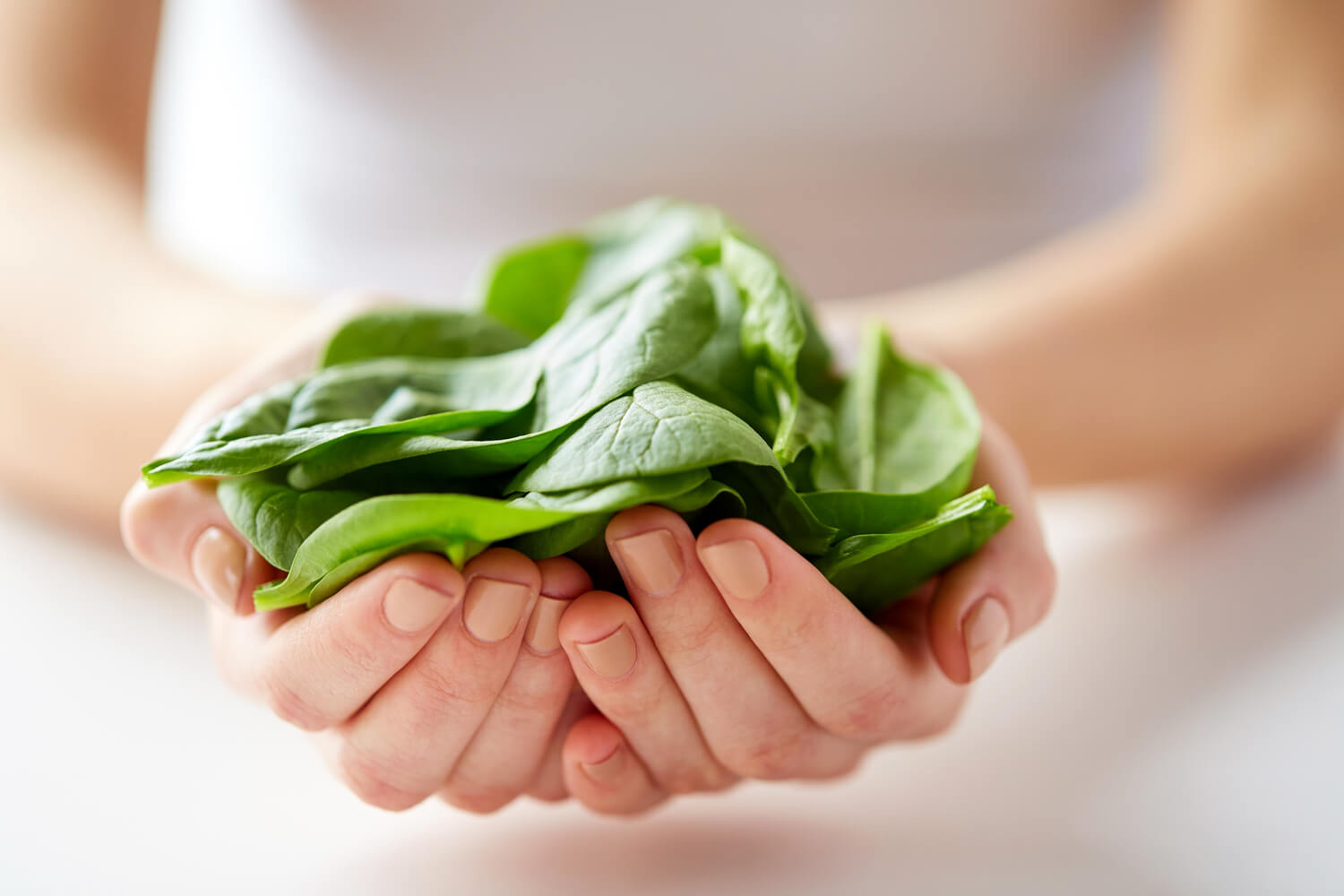 woman hand holding spinach leaves